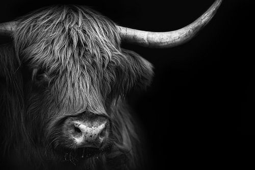 Scottish Highlander by Karel Ton