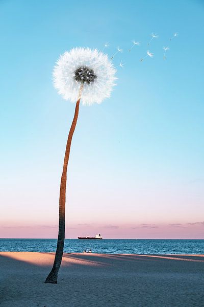 Dandelion by Jonas Potthast