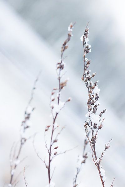 Een winterlandschap in de sneeuw von Chantal Cornet