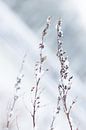 Een winterlandschap in de sneeuw von Chantal Cornet Miniaturansicht