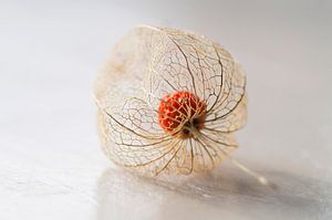 Bulbe à graines transparent et doré de Physalis