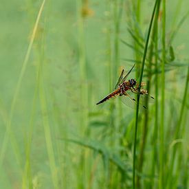 Vierfleck im Schilf von Mooie Foto