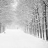 Snow forest .Award winning picture. van Saskia Dingemans