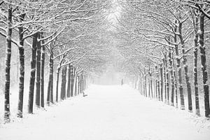 Schneelandschaft , Waldallee .