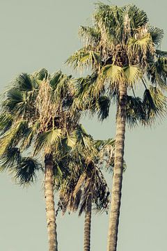 Palmbomen in Spanje van Patrycja Polechonska