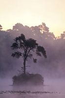arbre dans le brouillard au oisterwijk fens