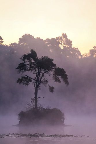 arbre dans le brouillard au oisterwijk fens