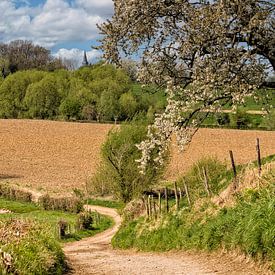 Bloesem in Zuid-Limburg van John Kreukniet