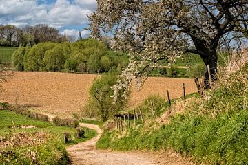Bloesem in Zuid-Limburg van John Kreukniet