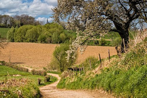 Bloesem in Zuid-Limburg van John Kreukniet