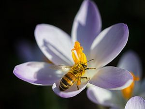 Frühe Biene von Lex Schulte