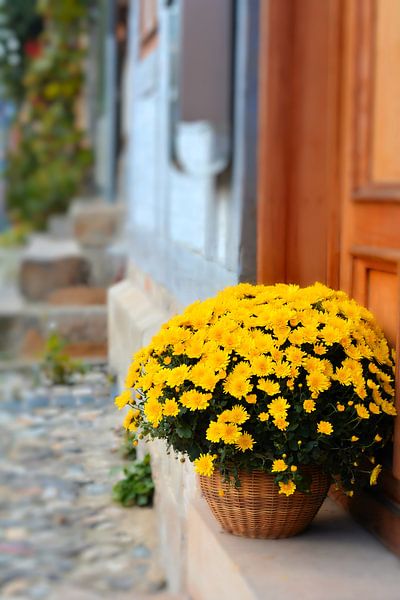 flowers in bloom by Heiko Kueverling