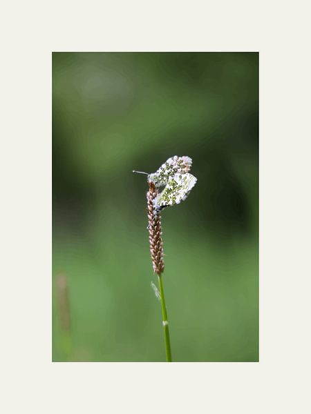 Orangefarbene Tipps von @Unique