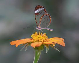 Glasswing butterfly - Glasswing butterfly by Albert Beukhof
