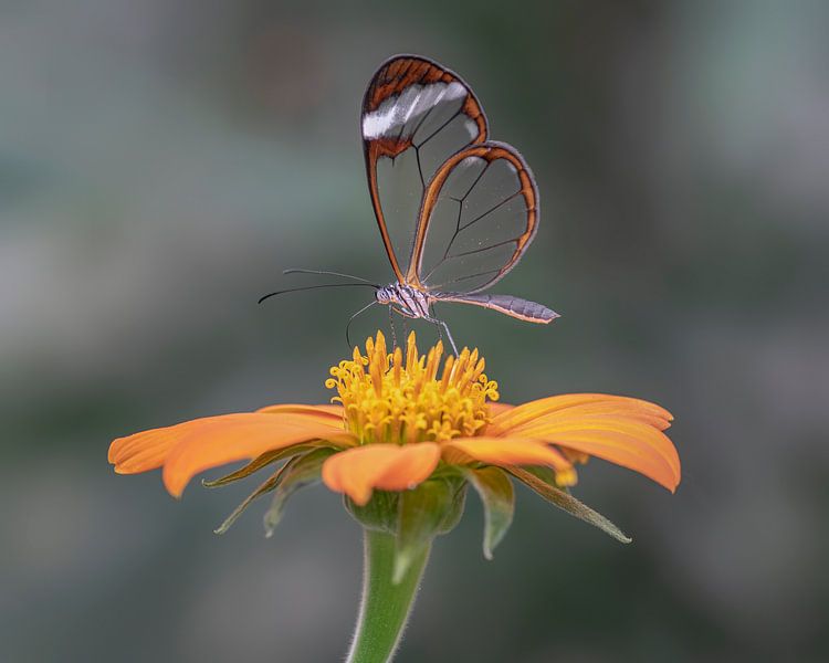 Glasswing butterfly - Glasswing butterfly by Albert Beukhof