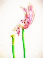 TULP IN VERVAL(2016)