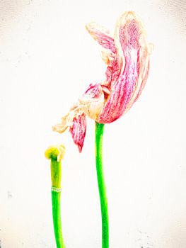 TULP IN VERVAL(2016)