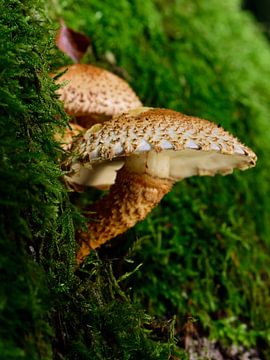 3 Mushrooms in the moss by Gerard de Zwaan