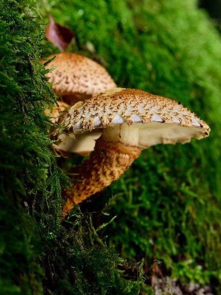 3 Pilze im Moos von Gerard de Zwaan