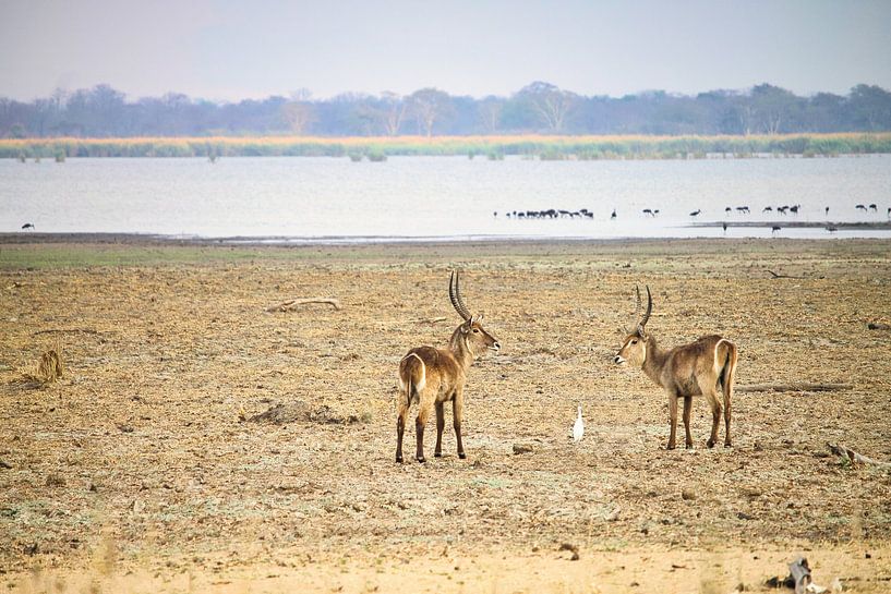 La symétrie est toujours belle par Natuurpracht   Kees Doornenbal