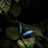 Papillon bleu sur une feuille verte à la ferme d'orchidées sur Marion Stoffels