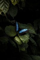 Blauwe vlinder op een groen blad in de orchideeënhoeve