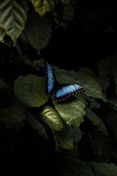 Blauwe vlinder op een groen blad in de orchideeënhoeve van Marion Stoffels