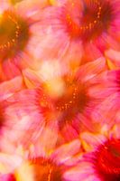 Pink-orange echinacea flowers