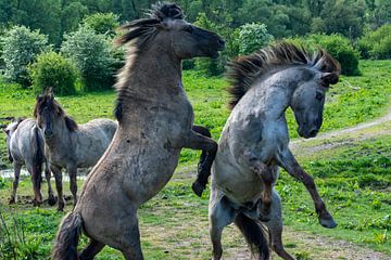Koninkpaarden oostvaardersplassen van Jeroen Lugtenburg