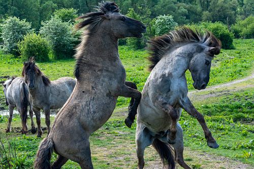 Koninkpaarden oostvaardersplassen