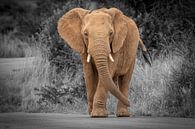 Elefant in Südafrika von Gunter Nuyts Miniaturansicht