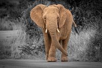 Elephant in South Africa