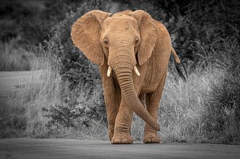 Elefant in Südafrika