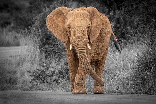 Olifant in Zuid-Afrika