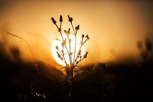 Pflanze mit Sonne im Hintergrund