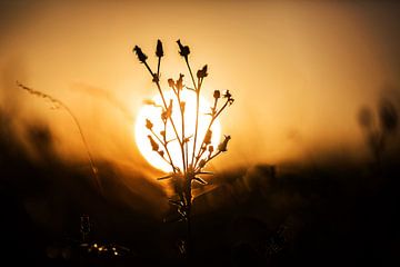 Pflanze mit Sonne im Hintergrund von Frank Herrmann