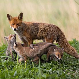 mom fox greeting her kids by gea strucks