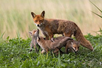 mom fox greeting her kids