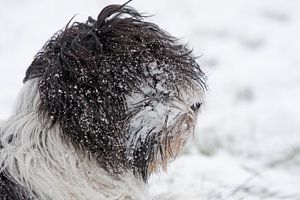 Dutch sheepdog in the snow von Wybrich Warns