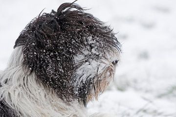 Schapendoes in de sneeuw van Wybrich Warns