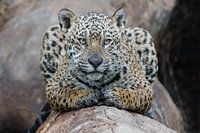 Jaguar is attent