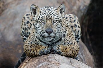 Jaguar is considerate by Henk Bogaard