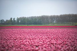 Pink tulips by Marjolijn Barten