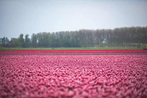 Tulipes roses