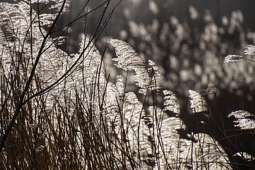 Des roseaux ondulant sous un soleil bas