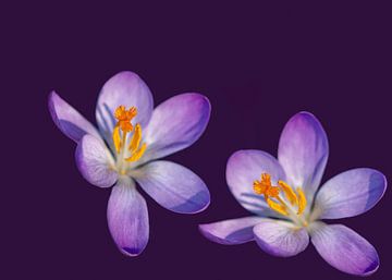 Kunst met krokus bloemen van Jolanda de Jong-Jansen