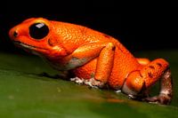 giftfrosch pumilio makro