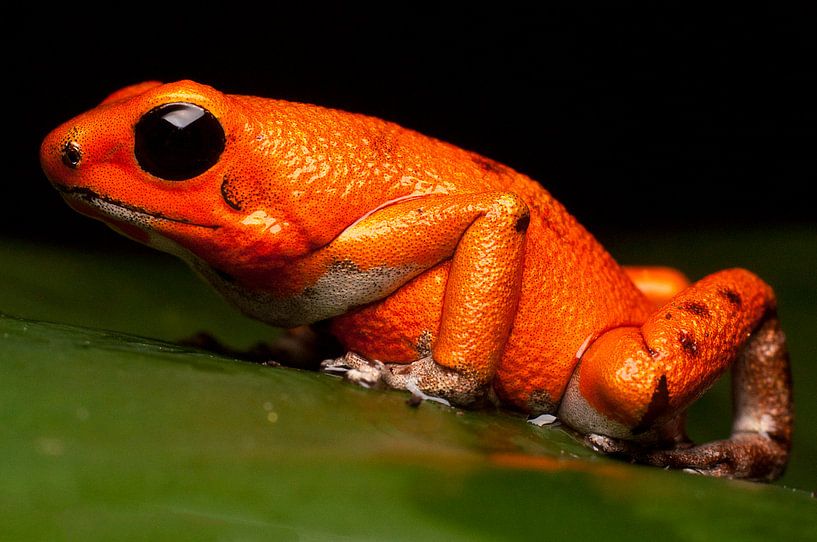 poison dart frog macro pumilio by Mark Verhagen