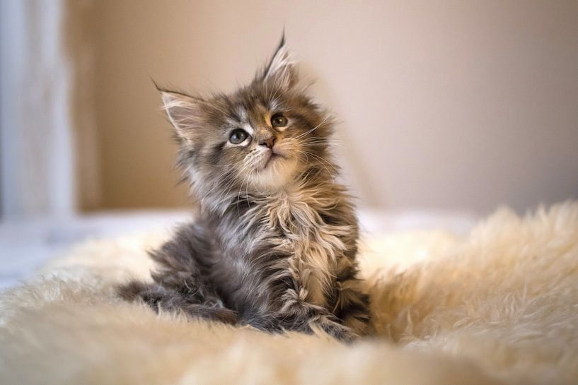 Maine Coon Kätzchen von Memories for life Fotografie