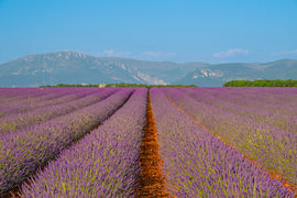 Lavender blossoming in the Provence during a summer day by Sjoerd van der Wal Photography